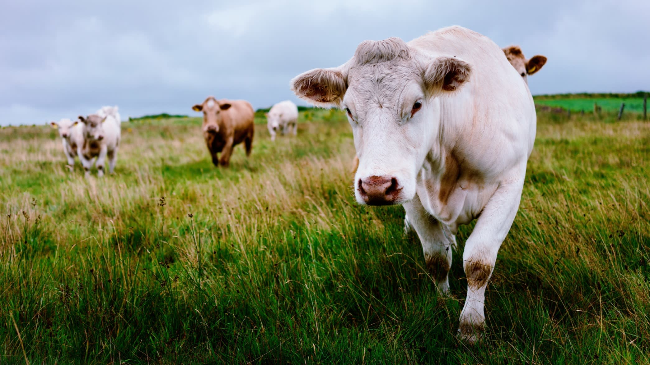 Cows in a field in County Donegal, Ireland